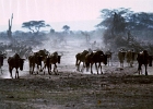Africa (15)  Wildebeests in Amboseli, Tanzania